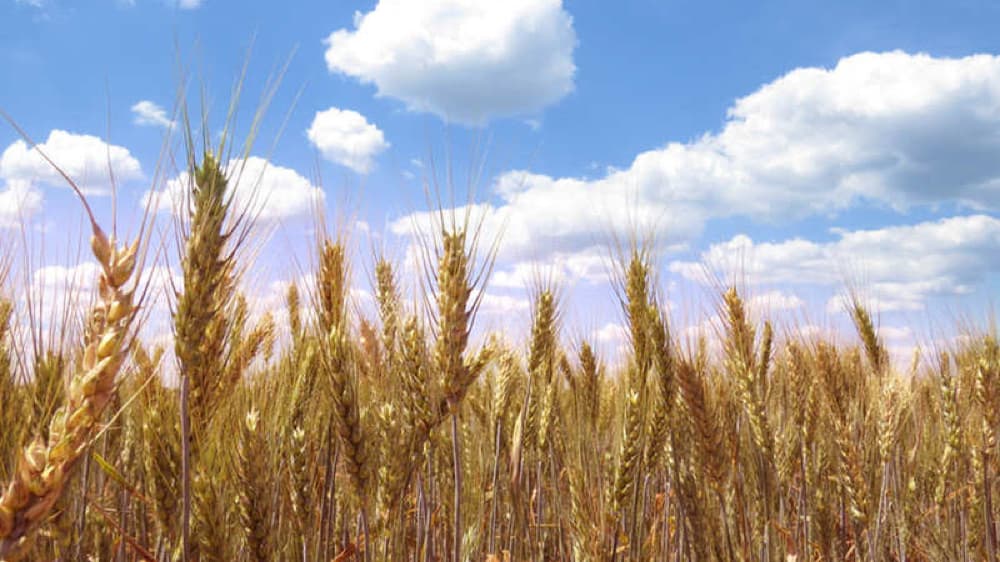 小麦粉は遺伝子組み換え?お客様からのご質問にお答えします 小麦粉は遺伝子組み換え?お客様からのご質問にお答えします